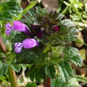 Photographie n°256438 du taxon Lamium amplexicaule L.