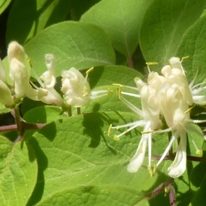 Photographie n°256444 du taxon Lonicera xylosteum L.