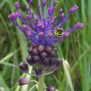 Photographie n°256445 du taxon Muscari comosum (L.) Mill.