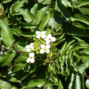 Photographie n°256448 du taxon Nasturtium officinale R.Br.