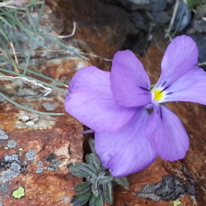 Photographie n°256479 du taxon Viola diversifolia (Ging.) W.Becker [1903]