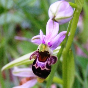 Photographie n°256493 du taxon Ophrys scolopax subsp. scolopax