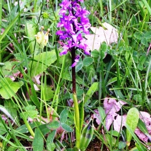 Photographie n°256498 du taxon Orchis mascula subsp. mascula