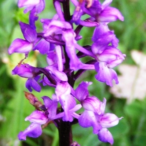 Photographie n°256499 du taxon Orchis mascula subsp. mascula