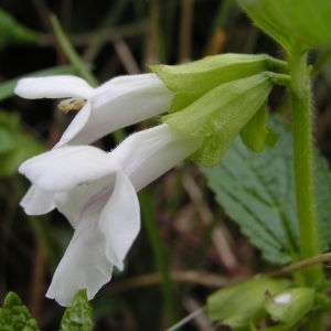 Photographie n°256501 du taxon Melittis melissophyllum L. [1753]