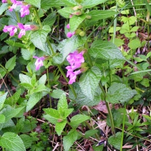 Photographie n°256502 du taxon Melittis melissophyllum subsp. melissophyllum