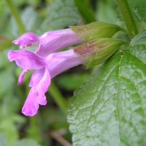 Photographie n°256503 du taxon Melittis melissophyllum subsp. melissophyllum