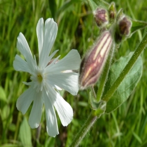 Photographie n°256574 du taxon Silene latifolia subsp. alba (Mill.) Greuter & Burdet [1982]