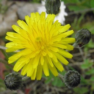 Photographie n°256579 du taxon Tragopogon pratensis L. [1753]