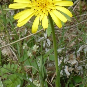 Photographie n°256580 du taxon Tragopogon pratensis L. [1753]