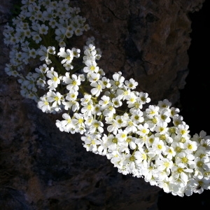 Photographie n°256583 du taxon Saxifraga longifolia Lapeyr. [1801]