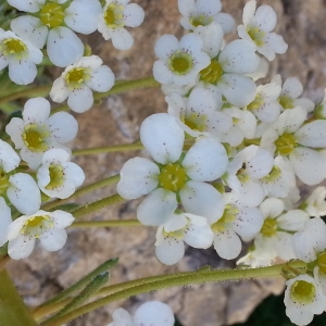 Photographie n°256584 du taxon Saxifraga longifolia Lapeyr. [1801]