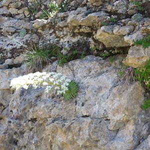 Photographie n°256585 du taxon Saxifraga longifolia Lapeyr. [1801]