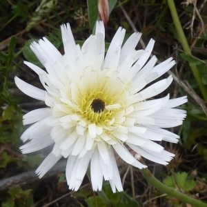 Photographie n°256595 du taxon Urospermum dalechampii (L.) Scop. ex F.W.Schmidt [1795]