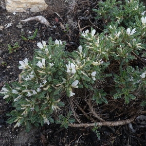 Photographie n°256608 du taxon Astragalus tragacantha L. [1753]