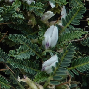 Photographie n°256610 du taxon Astragalus tragacantha L. [1753]