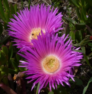 Ans Gorter, le 25 avril 2012 (Cadaques)