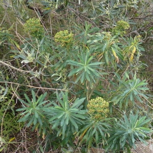 Photographie n°256622 du taxon Euphorbia characias L. [1753]