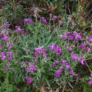 Photographie n°256632 du taxon Matthiola incana (L.) R.Br. [1812]