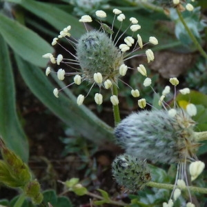 Photographie n°256641 du taxon Plantago lagopus L. [1753]
