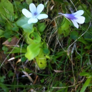 Photographie n°256650 du taxon Pinguicula corsica Bernard & Gren. [1853]