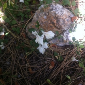 Photographie n°256662 du taxon Stachys corsica Pers. [1806]