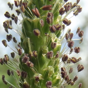 Photographie n°256663 du taxon Plantago major L. [1753]