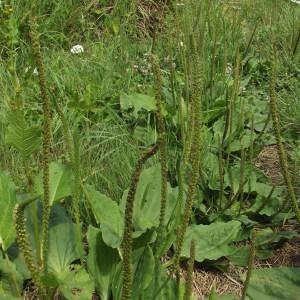 Photographie n°256666 du taxon Plantago major L. [1753]