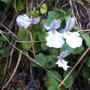 Photographie n°256670 du taxon Stachys corsica Pers. [1806]