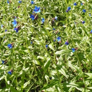 Photographie n°256735 du taxon Buglossoides purpurocaerulea (L.) I.M.Johnst. [1954]