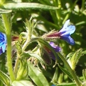 Photographie n°256736 du taxon Buglossoides purpurocaerulea (L.) I.M.Johnst. [1954]