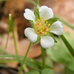 Photographie n°256741 du taxon Potentilla sterilis (L.) Garcke [1856]