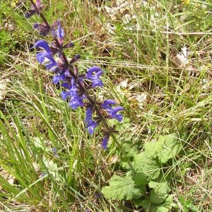 Photographie n°256757 du taxon Salvia pratensis subsp. pratensis 