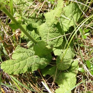 Photographie n°256759 du taxon Salvia pratensis subsp. pratensis 