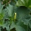  Ans Gorter - Datura stramonium L.