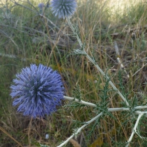 Photographie n°256773 du taxon Echinops ritro L. [1753]