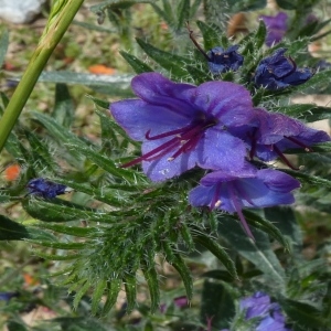 Photographie n°256776 du taxon Echium vulgare L. [1753]