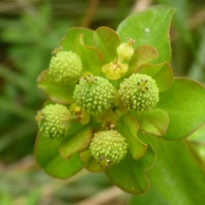 Photographie n°256778 du taxon Euphorbia flavicoma subsp. verrucosa (Fiori) Pignatti [1973]