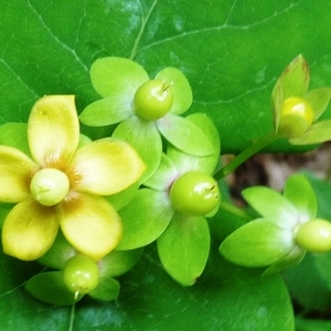 Photographie n°256783 du taxon Hypericum androsaemum L. [1753]