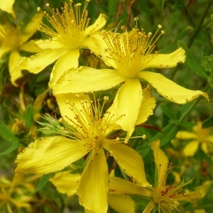 Photographie n°256784 du taxon Hypericum perforatum L. [1753]