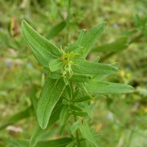 Photographie n°256785 du taxon Hypericum perforatum L. [1753]