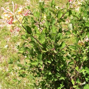 Photographie n°256790 du taxon Lonicera caprifolium L. [1753]