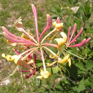 Photographie n°256791 du taxon Lonicera caprifolium L. [1753]