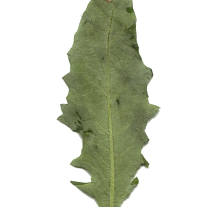 Photographie n°256825 du taxon Hieracium vulgatum Fr. [1819]