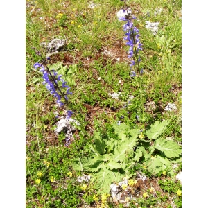 Salvia pratensis L. subsp. pratensis (Sauge commune)