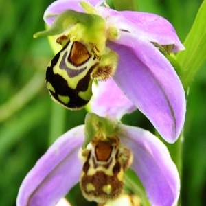 Photographie n°256913 du taxon Ophrys apifera Huds. [1762]