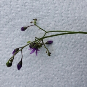 Photographie n°256935 du taxon Solanum dulcamara L. [1753]