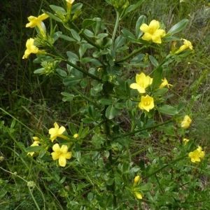 Photographie n°256940 du taxon Jasminum fruticans L. [1753]