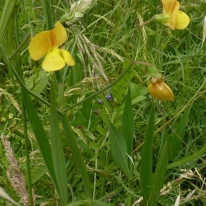 Photographie n°256943 du taxon Lathyrus annuus L. [1753]