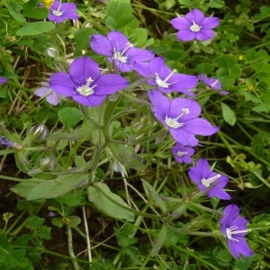 Photographie n°256945 du taxon Legousia speculum-veneris (L.) Chaix